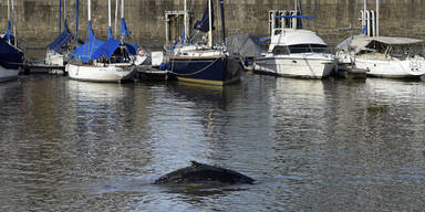 Wal verirrt sich in Yachthafen 