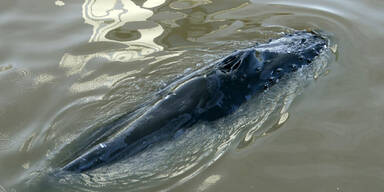 Wal verirrt sich in Yachthafen 