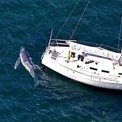 Wal-Baby verwechselt Yacht mit Mutter