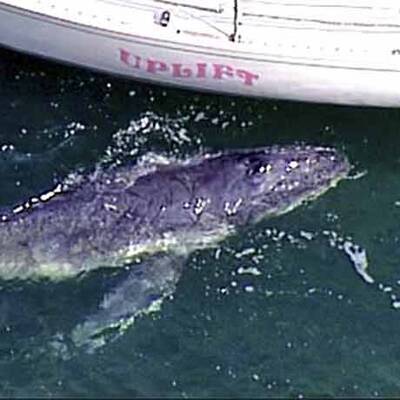 Wal-Baby verwechselt Yacht mit Mutter
