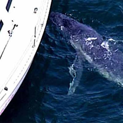 Wal-Baby verwechselt Yacht mit Mutter