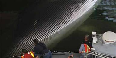 Kreuzfahrtschiff spießte Wal auf