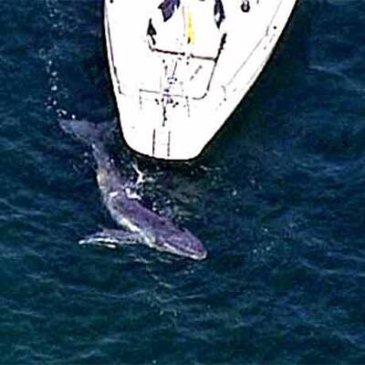 Wal-Baby verwechselt Yacht mit Mutter