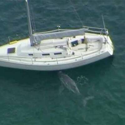 Wal-Baby verwechselt Yacht mit Mutter