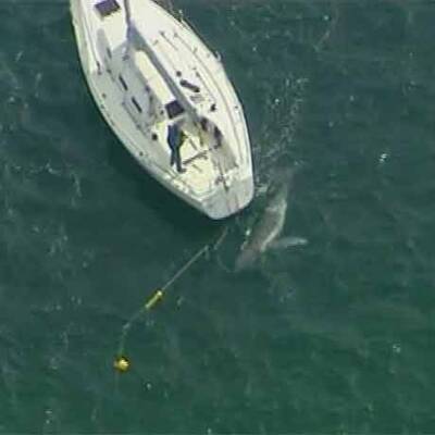 Wal-Baby verwechselt Yacht mit Mutter