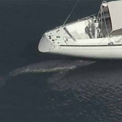 Wal-Baby verwechselt Yacht mit Mutter