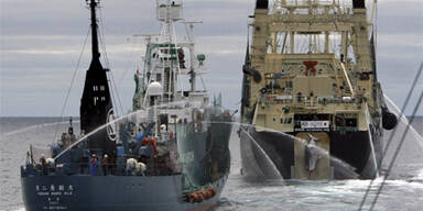 Walfangschiff kollidiert mit Tierschützern