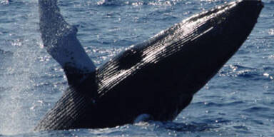 Chile schützt seine Wale