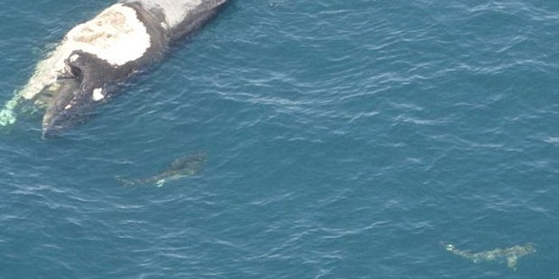 Mann auf totem Wal von Haien umzingelt