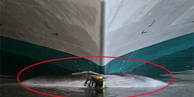 Kreuzfahrtschiff spießte Wal auf