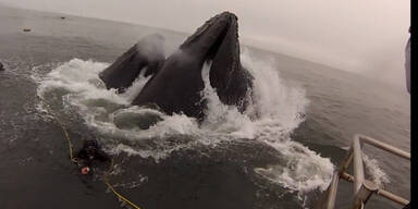 USA: Taucher beinahe von Wal verschluckt