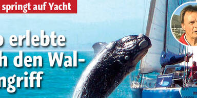 Wal springt auf Boot: Insassen berichten