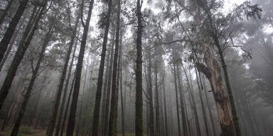 Teenies gehen durch Wald – und machen eine unglaubliche Entdeckung