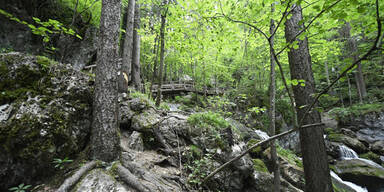 Umweltministerium schie&szlig;t neue Millionen f&uuml;r W&auml;lder zu