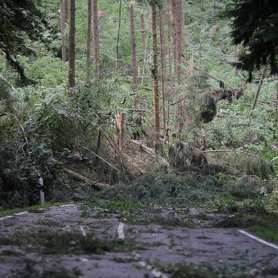 Bäume stürzten auf Autos