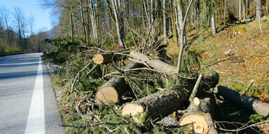 Kärntner Wälder sind kaputt