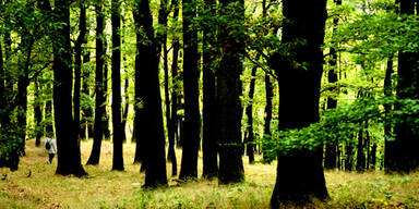 wald_