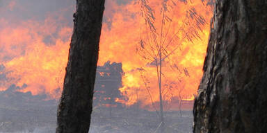 O&Ouml;: Rauchen und Feuer in W&auml;ldern verboten
