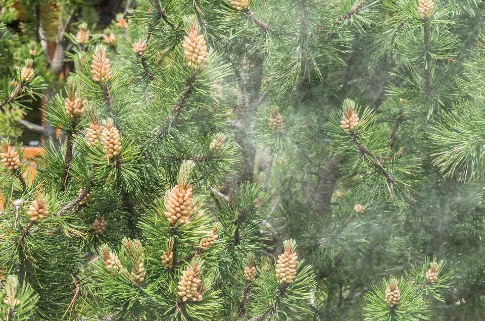 fichtenblüte