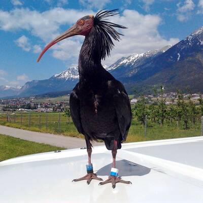 Ganz Österreich sucht Waldrappdame 