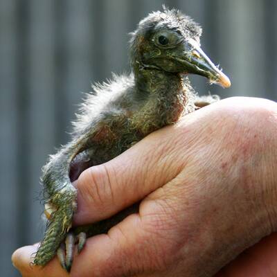 Ganz Österreich sucht Waldrappdame 