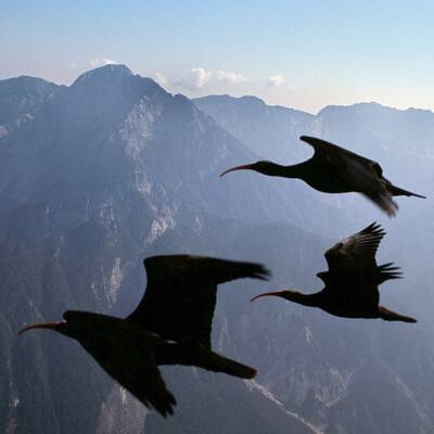 Ganz Österreich sucht Waldrappdame 