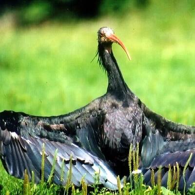 Ganz Österreich sucht Waldrappdame 