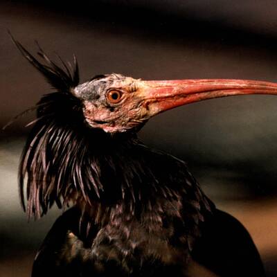 Ganz Österreich sucht Waldrappdame 