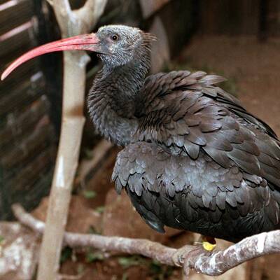Ganz Österreich sucht Waldrappdame 