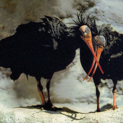 Ganz Österreich sucht Waldrappdame 