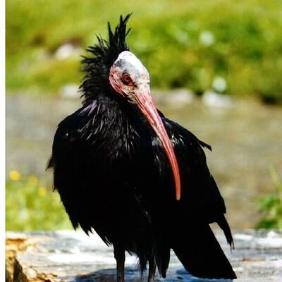 Ganz Österreich sucht Waldrappdame 