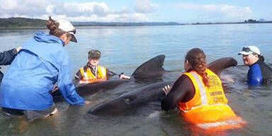 20 gestrandete Wale gerettet