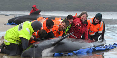 Schock in Tasmanien: &Uuml;ber 380 gestrandete Wale am Strand verendet