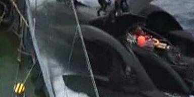 Walfänger versenken Tierschützer