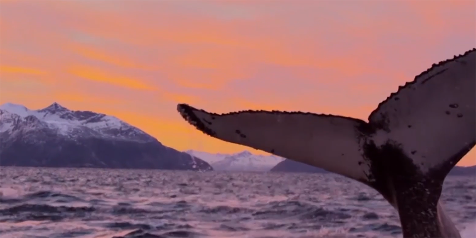 Walflosse im offenen Meer