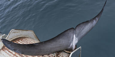 Norwegen t&ouml;tet mehr Wale als Japan und Island