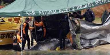 Verirrtes Wal-Baby wurde eingeschläfert