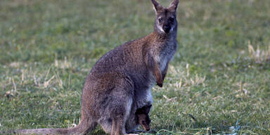 wallaby