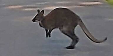 Ausgeb&uuml;xt! K&auml;nguru hopste bis in den Garten von Familie