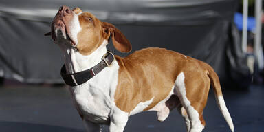 Das ist der "h&auml;sslichste Hund der Welt"