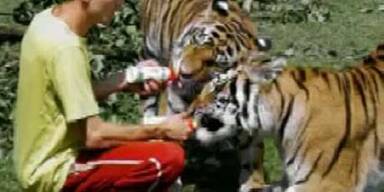 Dompteur weiter in Lebensgefahr