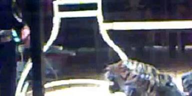 Dompteur weiter in Lebensgefahr