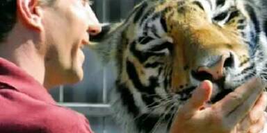 Dompteur weiter in Lebensgefahr