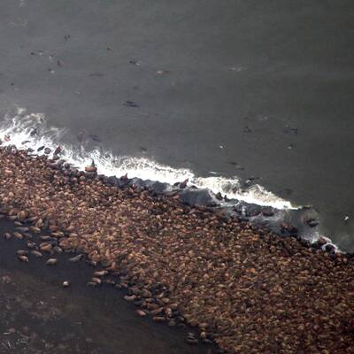 35.000 Walrosse vor Alaska am Strand