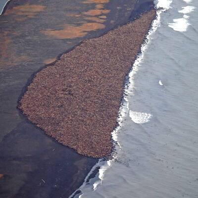 35.000 Walrosse vor Alaska am Strand