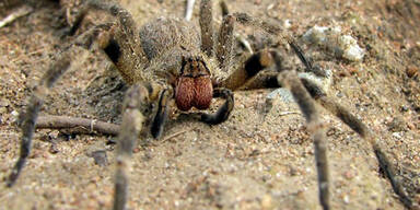 Spinne Vogelspinne Bananenspinne