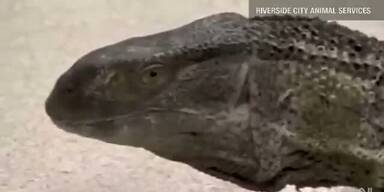 Riesen-Waran "Elmer" auf Strasse gefangen