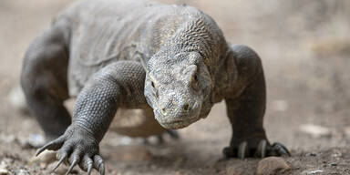 Waran-Attacke: Ehepaar schwer verletzt