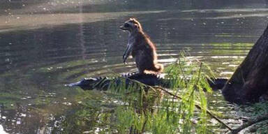 Waschb&auml;r surft auf einem Alligator