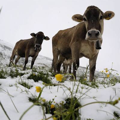 Wetterchaos in Österreich